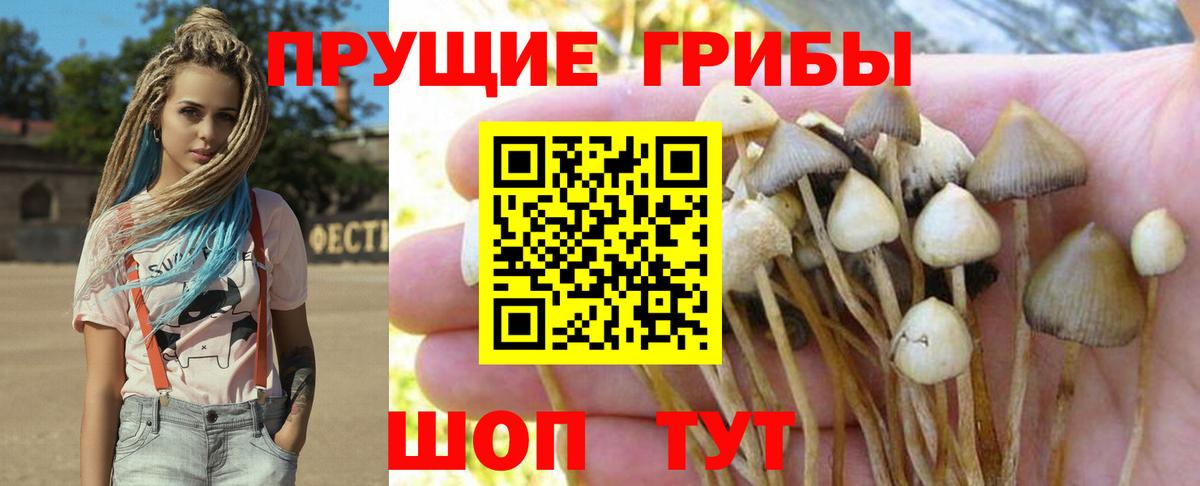 Галлюциногенные грибы Psilocybine cubensis Бузулук